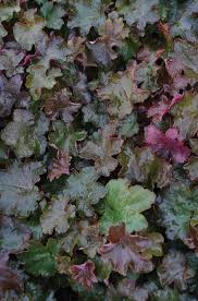 Image result for Heuchera `Palace Purple`