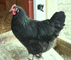 Black Australorp Egg Color Black Australorp 2014 Raising 3 Hen Color Black With Green Sheen Leg Color Comb Type Single Black Australorp Chicken Breeds Chickens Backyard