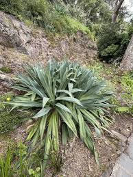 Image result for Beschorneria yuccoides