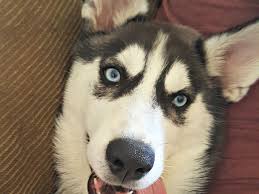 Sky the siberian husky took her husky puppies out to play in the snow for the first time and show. 4 Things You Ll Have To Give Up For Your Husky Pethelpful By Fellow Animal Lovers And Experts