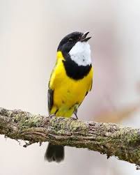 Birds Of Northern Illinois Sounds Make Sure You Turn The Sound On Golden Whistler Have Such A Nice Song Tag Someone That Should See This Video By Jan Weg Bird Pictures Whistler Birds