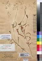 Image result for Panicum hochstetteri