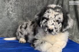 We have to put it way up in the cupboards in the kitchen if we don't want her to get it. Australian Shepherd Puppy For Sale Near Akron Canton Ohio 9e94e8d9 2f41