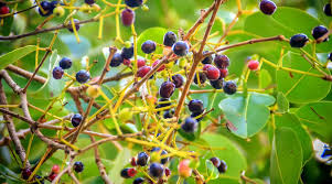 Homegrown blackberries possess a delicious flavor you just can't buy from a store. Make Jamun Leaves A Part Of Your Diet For Weight Loss And Other Health Benefits Lifestyle News The Indian Express