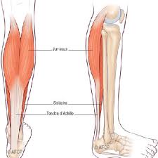 Même si le tendon d'achille fait partie des tendons les plus robustes du corps humain, il peut faire l'objet de blessures et d'affections. Problemes Tendon Achille