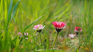 Check spelling or type a new query. Nature Plants Flowers Daisies Meadow Spring Flowering Pink Grass Plant Pxfuel