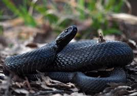 While snakes are actually good to have around because they eat the bugs that can destroy crops and gardens, you definitely do not want a poisonous or a nuisance snake lurking around your house. Black Racer Snake Facts And Beyond Biology Dictionary