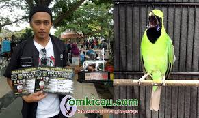 Tips Perawatan Cucak Ijo Bajul Jamtrok Berdurasi Panjang Om Kicau