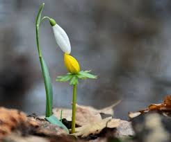 Snowdrop And Winter Aconite Kissing Plants Bloom Where Youre Planted Flowers