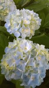 Гортензия макрофила блаумайзе (hydrangea macrophylla blaumeise). Pin Na Doske Gortenziya