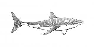 Gran Mano De Tiburon Blanco Dibujo Vintage Grabado Ilustracion Vector Premium