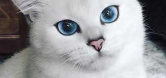 Anak kucing anggora lucunaik diatas tabung tv. Gambar Kucing Warna Coby Kucing Bermata Biru Ini Menjadi Terkenal Kerana Kelihatan Gambar Gratis Hewan Potret Bulu Anak Kucing Menggambar Kucing Kucing Warna