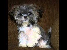 Teacup shih tzu puppies for sale catherinestocker5433. Shorkie Puppies Shih Tzu Mix Puppies Yorkie Mix Puppies Shorkieworld Com Only The Best Youtube