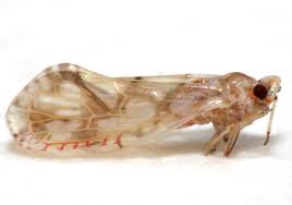 Image result for Xerophyta kirkii