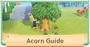 This means all of the animal's furniture requirements are laid out automatically at your campsite if you shake a tree to get the fruit off, you can actually just leave it on the ground to store. Acnh Acorns How To Get Uses Animal Crossing Gamewith
