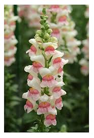 Pink Snapdragon Flower Snapdragon Flowers Flower Seeds Flowers