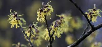 Image result for Hamamelis mollisi