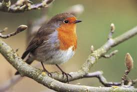 Bird Of The Month Caroline Offord From The Rspb Talks To Us About The Robin Our December Bird Of The Month Robins Are With Us Throughout The Year But In 2020 Birds