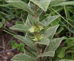 Image result for Rytigynia bridsoniae