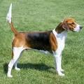 English Foxhound - Price, Temperament, Life span