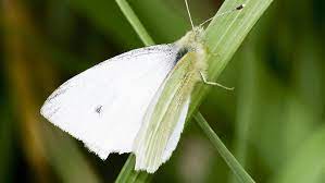 We researched the best moth repellents for every home and budget. How To Control Cabbage Moth Yates