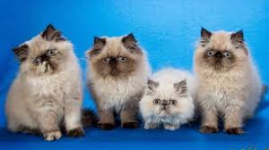 Find this pin and more on animals by. 20 Fun Facts You Didn T Know About Himalayan Cats