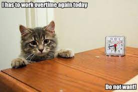 Google Image Result For Http Icanhascheezburger Wordpress Com Files 2007 08 I Cats Funny Cat Memes Cat Memes