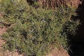 Image result for Searsia ciliata