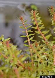 Image result for Rotala mexicana