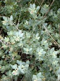 Image result for Atriplex halimus