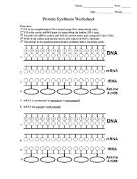 1 2 3 4 5 6 dna transcription & translation worksheet. Protein Synthesis Worksheet Answer Key Pdf Fill Out And Sign Printable Pdf Template Signnow