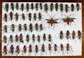 Image result for Plinthus