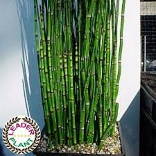 Horsetail Japanese Horsetail How To Plant Japanese Horsetail Japanese Horsetail Has The Leaderplant Label It Is A Pr Plants Horsetail Snake In The Grass