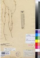 Image result for Kohautia caespitosa