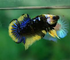 Black Blue And Yellow Halfmoon Plakat Koi Betta Betta Betta Fish