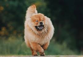 Image result for chow chow