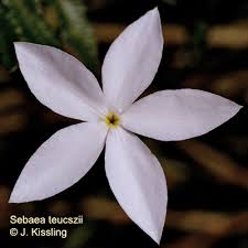 Image result for Sebaea