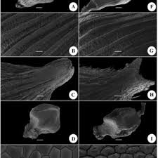 Image result for Carex chlorosaccus