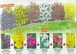 la haie fleurie parfumee le jardin de jean marie landscape bushes garden design plans landscaping with rocks