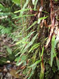 Image result for Grammitis