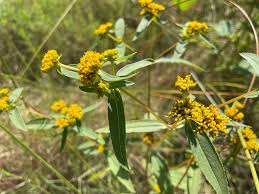 Image result for Flaveria bidentis