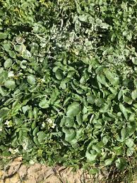 Image result for Nasturtium microphyllum