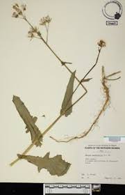 Image result for Emilia sonchifolia