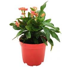 4 mevsim yaz kış yeşil çim tohumu. 4 Mevsim Cicek Acan Bitkiler Ve Ozellikleri