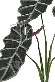 La tramitación del pedido para los pedidos con este proveedor tarda 4 a 5 días más. Alocasia Micholitziana Planta Oreja De Elefante Polly 5 Hojas 75