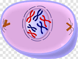 The resulting tension causes the chromosomes to align along the metaphase plate or equatorial plane , an imaginary line that is centrally located. Prophase Cell Division Mitosis Cycle Metaphase Meiosis Nuclear Envelope Transparent Png