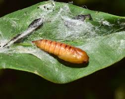 Image result for Archips rosanus