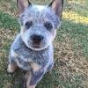 Australian cattle dog has been nicknamed a red heeler or blue heeler on the basis of its colouring and practice of moving. Https Encrypted Tbn0 Gstatic Com Images Q Tbn And9gctikqsi7xekzpmaeitsnb6qqfzf1wvpprcpplt3um0uin 72abd Usqp Cau