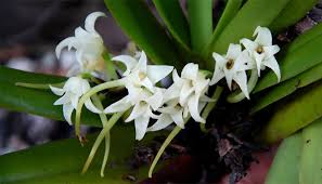 Image result for Cyrtorchis