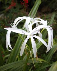 Image result for Crinum aurantiacum